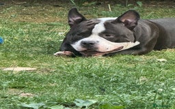 American Bully dogs for stud: American bully pocket - Image 3
