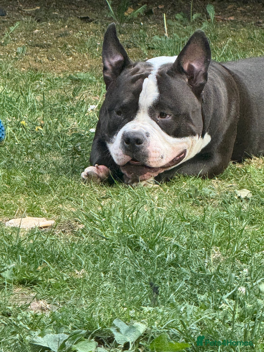 American Bully dogs for stud: American bully pocket - Image 3