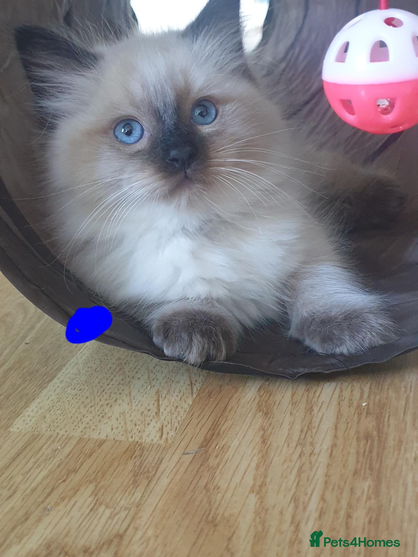 Ragdoll cats 4 x Fluffy Ragdoll Chocolate Sealpoint kittens - Advert 2