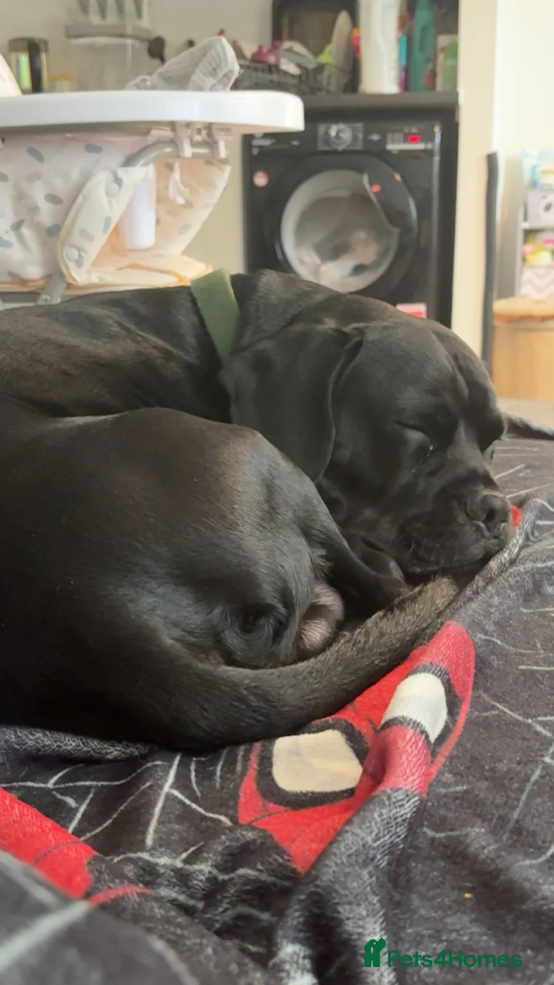 Mixed Breed dogs for sale: Rocky  - Advert 2