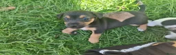Jack Russell dogs for sale: Jack russel puppies one boy left - Advert 26
