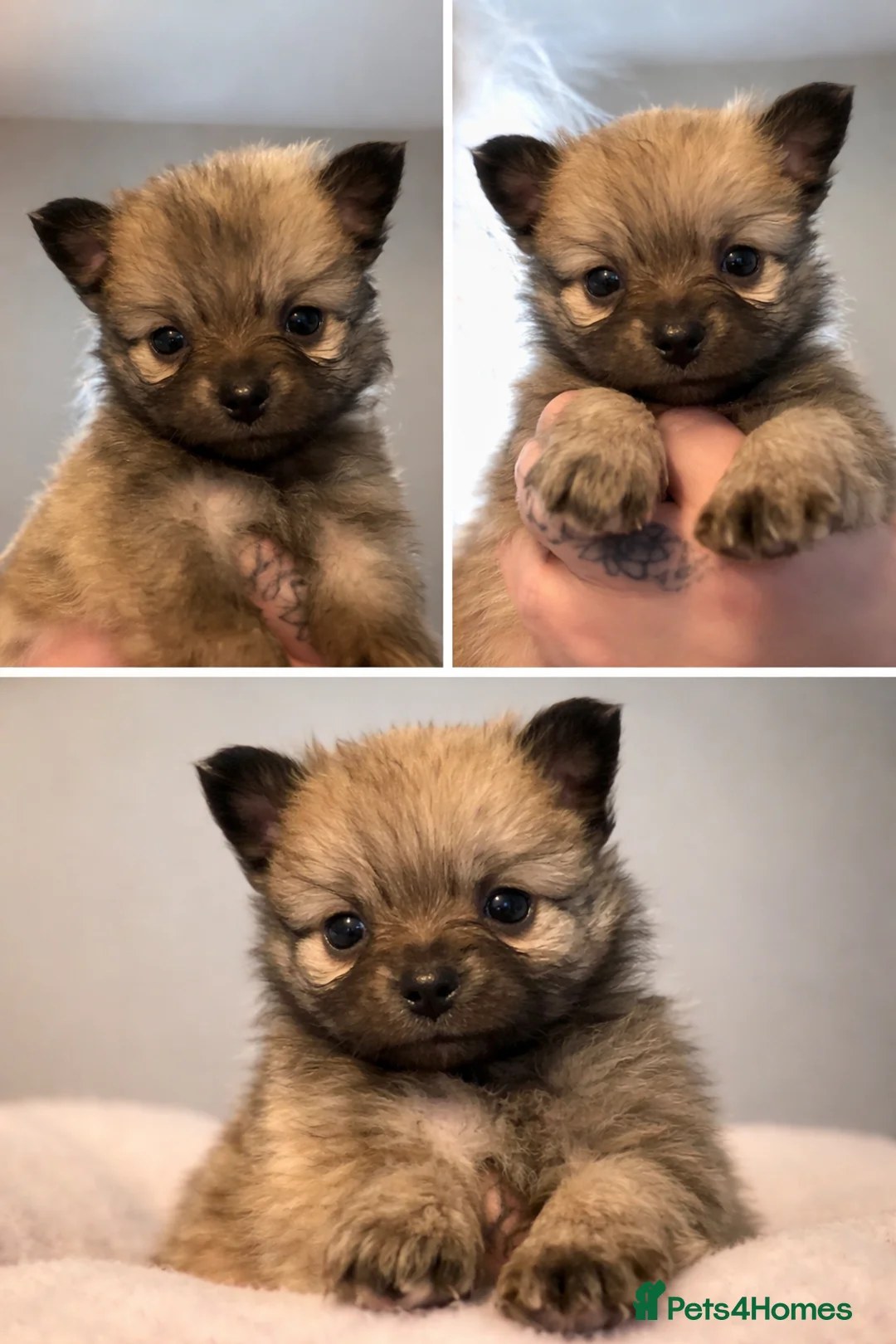 Pomchi dogs for sale: Pomeranian puppies  - Advert 1