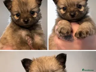 Pomchi dogs Pomeranian puppies - Advert 6