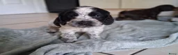 Cocker Spaniel dogs for sale: Beautiful KC Reg Show-Cocker Spaniel puppies  in Doncaster - Advert 16