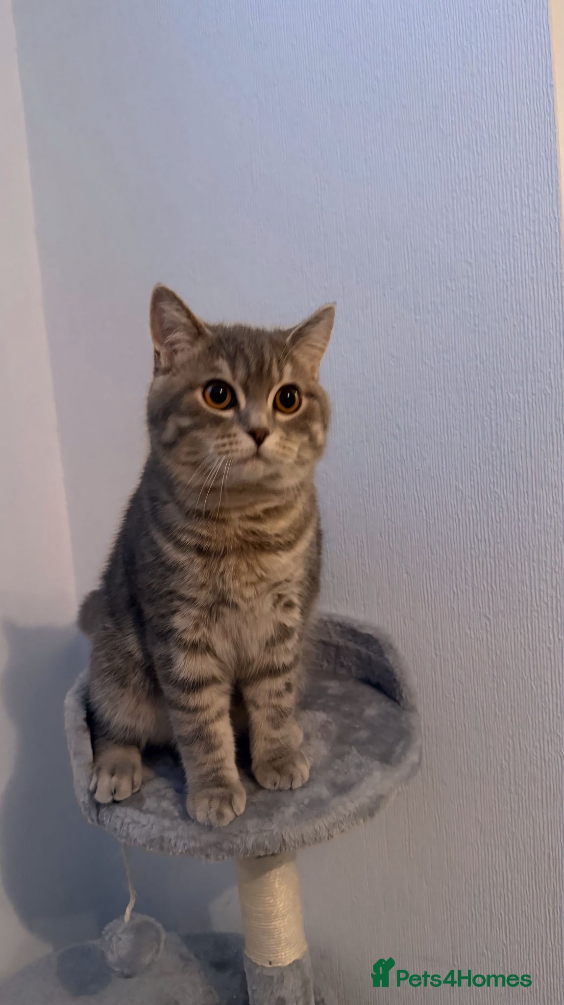 Scottish Fold cats Scottish Straight Stud - Tiger 🐾 - Advert 2