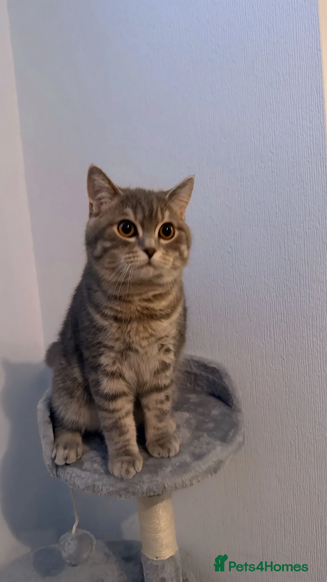 Scottish Fold cats for stud: Scottish Straight Stud - Tiger 🐾 - Advert 6