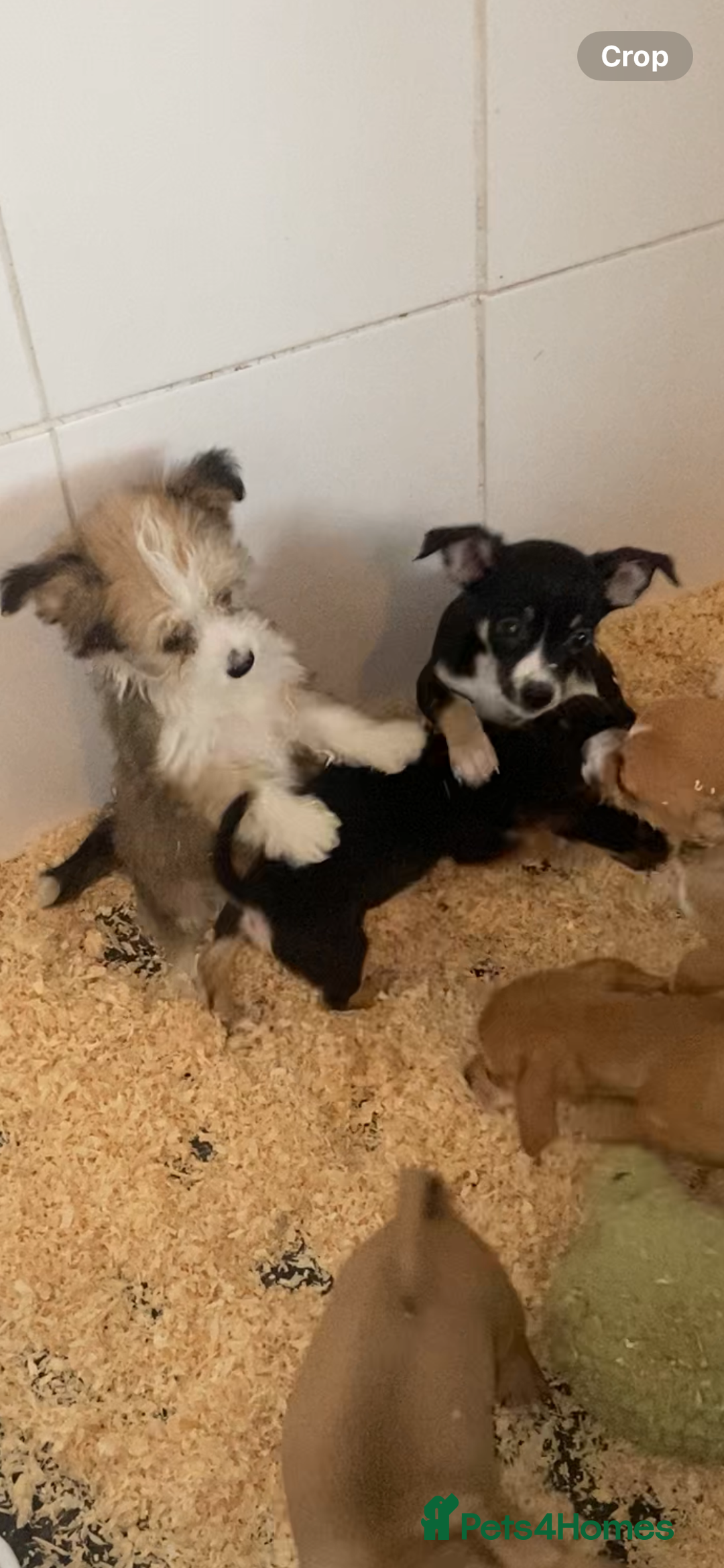 Mixed Breed dogs for sale: Jack x chi babies now available  - Advert 3