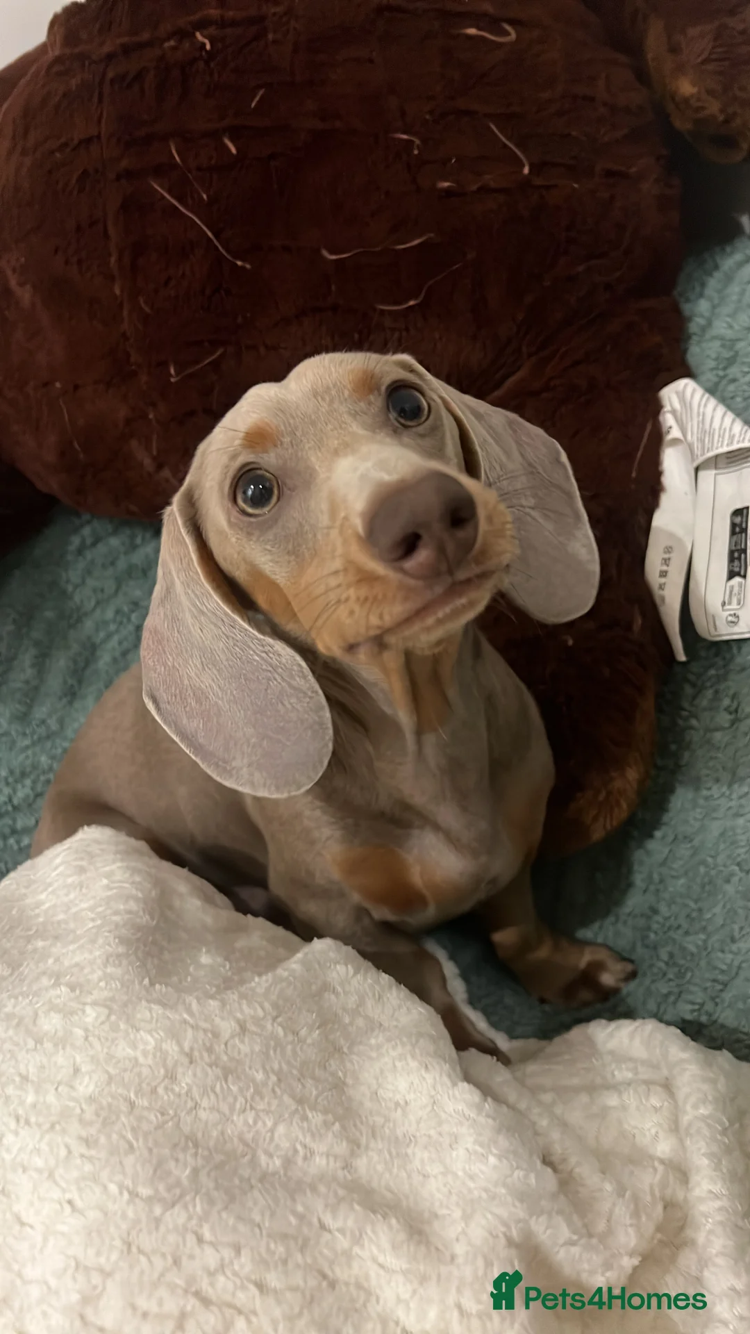 Miniature Dachshund dogs for sale: 9 month, KC registered miniature dachshund  - Advert 8