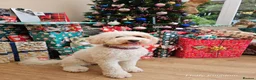 Australian Labradoodle dogs for sale: Multigeneration Australian Labradoodle due soon✨️ - Advert 11