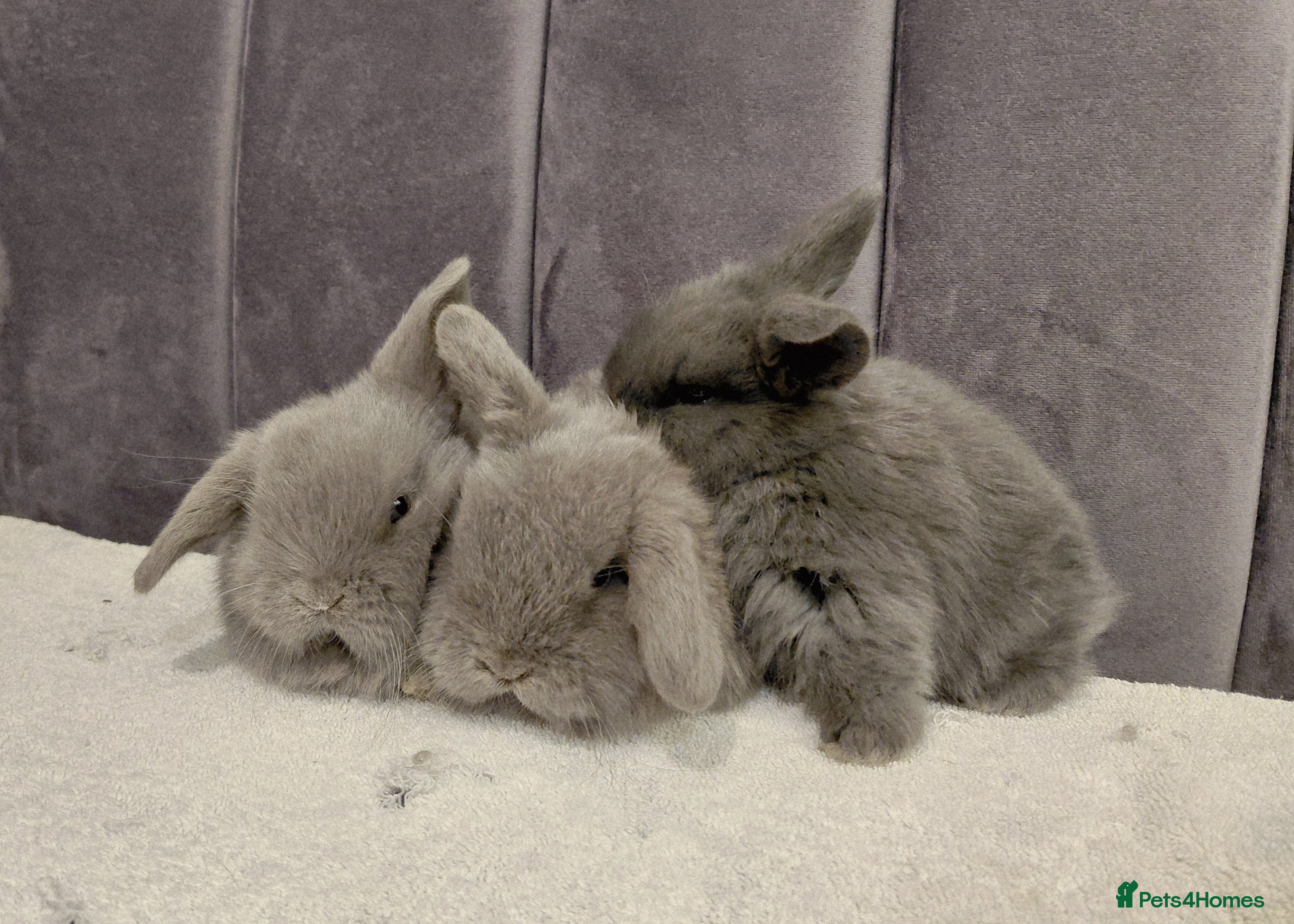 Mini Lop rabbits Gorgeous Mini Lop Babies for sale - Advert 17