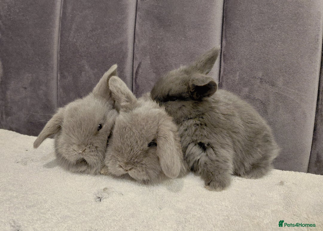 Mini Lop rabbits for sale: Gorgeous Mini Lop Babies for sale - Advert 1