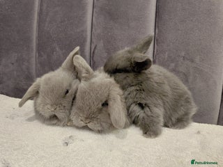 Mini Lop rabbits Gorgeous Mini Lop Babies for sale - Advert 1