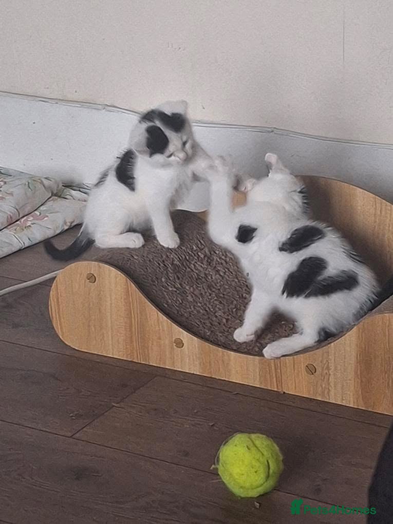 Mixed Breed cats Tina & Nina Looking for a Loving Home - Advert 1