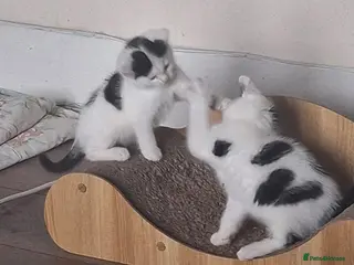 Mixed Breed cats Tina & Nina Looking for a Loving Home - Advert 3