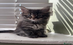 Maine Coon cats for sale: Xl Beautiful Mainecoon kittens for sale - Image 8