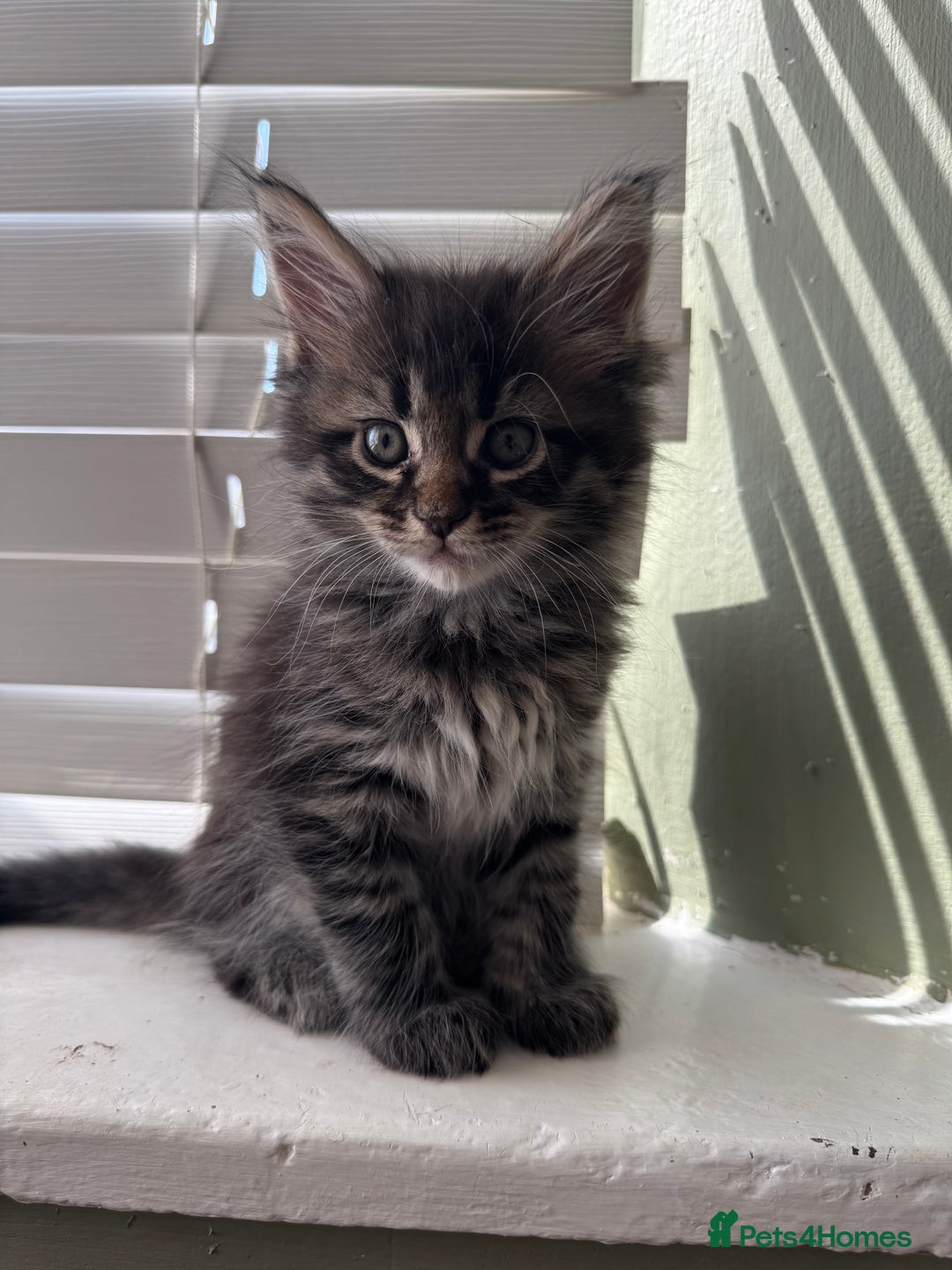 Maine Coon cats for sale: Xl Beautiful Mainecoon kittens for sale - Image 8