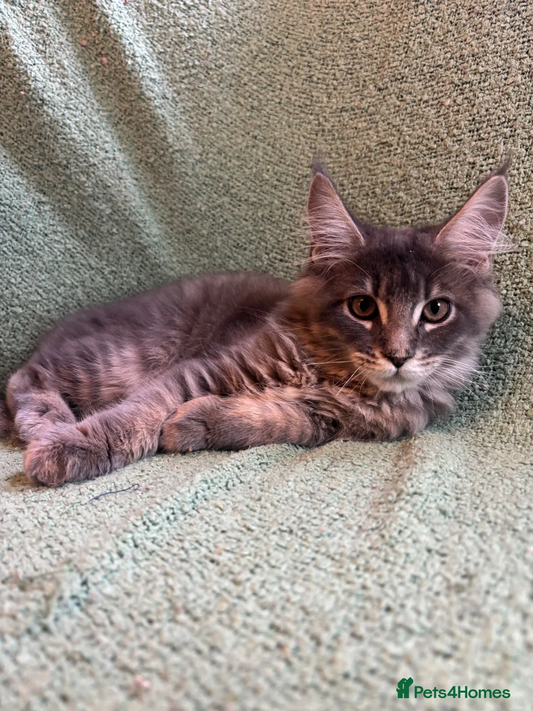 Maine Coon cats for sale: TICA registered Maine coons.  - Advert 1