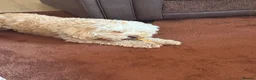 Cockapoo dogs for sale: Rehoming Cockapoo x2 - Advert 2