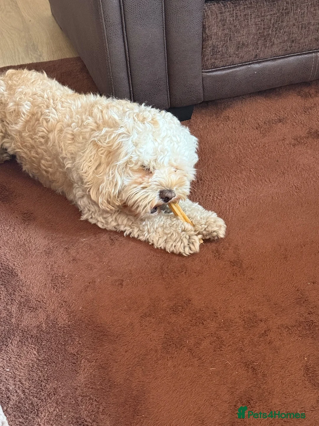Cockapoo dogs for sale: Rehoming Cockapoo x2 - Advert 2