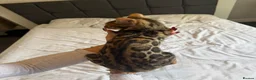 Bengal cats for sale: Beautiful bengal for sale - Advert 2
