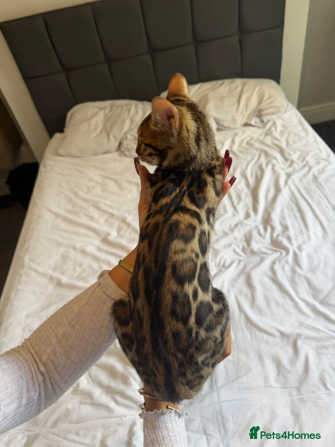 Bengal cats for sale: Beautiful bengal for sale - Advert 2