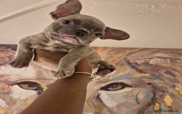 French Bulldog dogs for sale: Beautiful frenchie puppies looking to be homed  - Image 3
