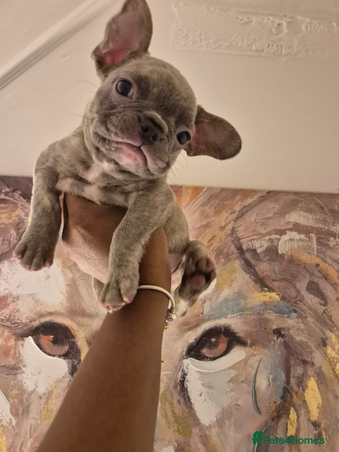 French Bulldog dogs for sale: Beautiful frenchie puppies looking to be homed  - Image 3