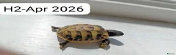 Hermann Tortoise reptiles for sale: Herman baby tortoise  - Advert 10