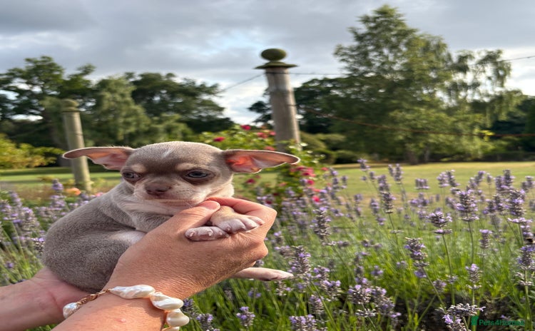 Chihuahua dogs - Advert 6