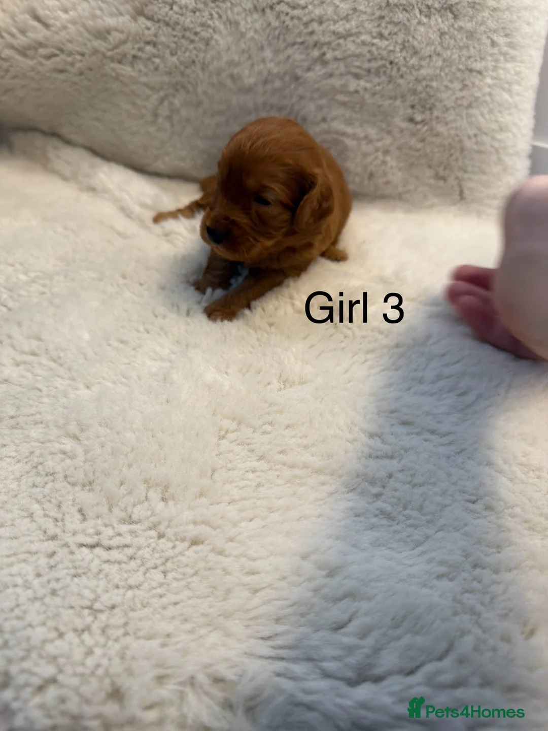 Cockapoo dogs for sale: F1 stunning cockerpoo puppies - Advert 14