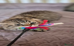 Scottish Fold cats for sale: 2 boys left! TICA registered Scottish Fold - Image 7