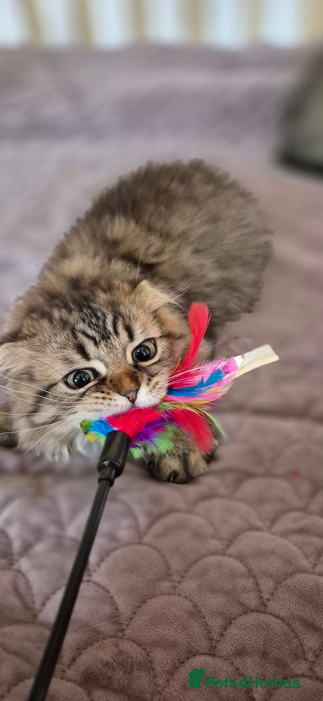 Scottish Fold cats for sale: 2 boys left! TICA registered Scottish Fold - Image 7