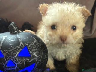 Poochon dogs - Advert 3