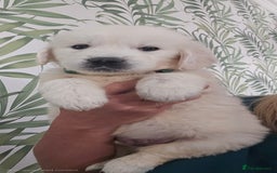 Golden Retriever dogs for sale: KC Reg Fully Health Tested Golden Retriever Pups - Image 12