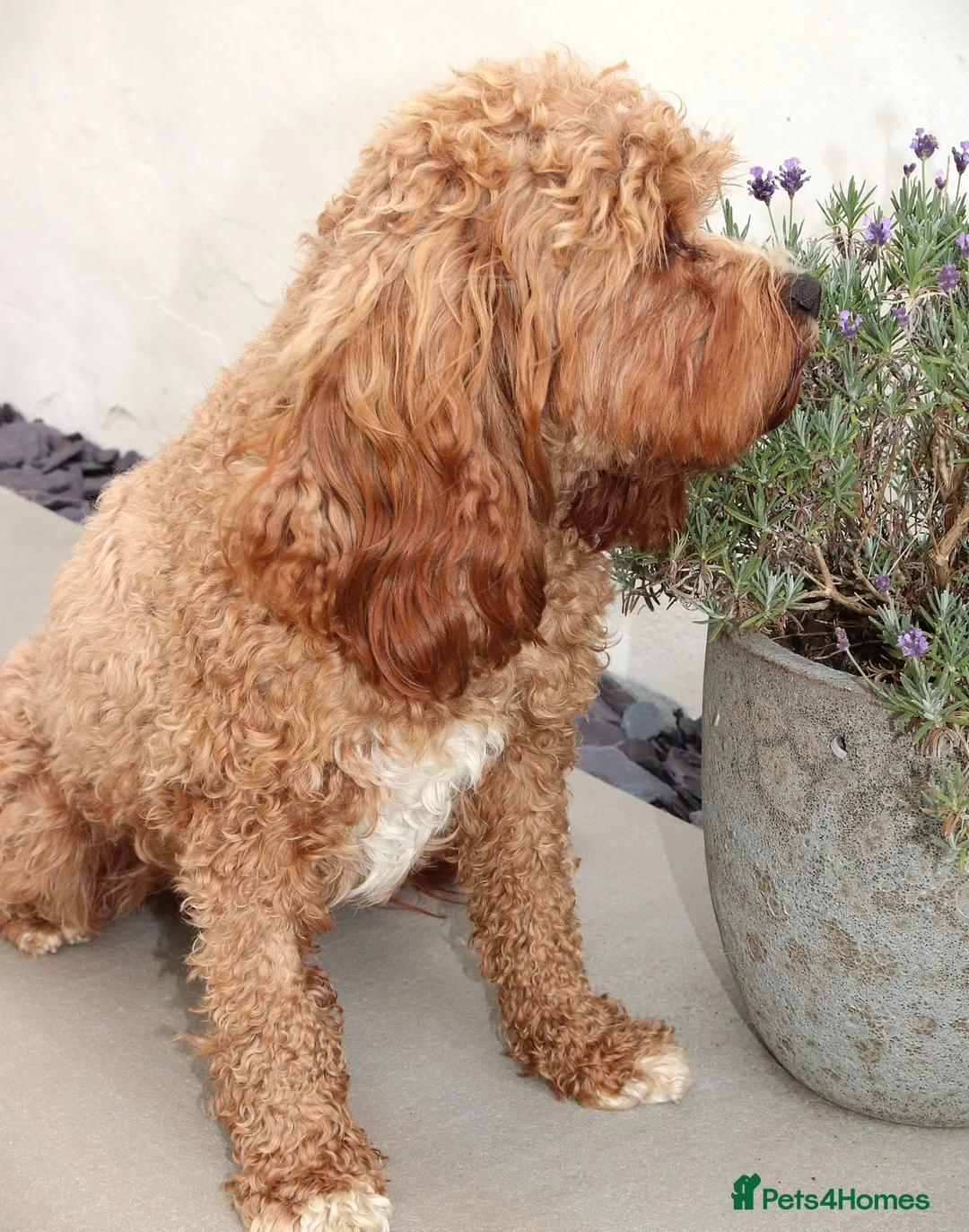 Cavapoo dogs for sale: F1 Cavapoo beautiful girl - Advert 6
