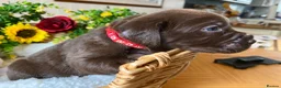 Labrador Retriever dogs for sale: STUNNING Chocolate Labrador Puppies  - Advert 15
