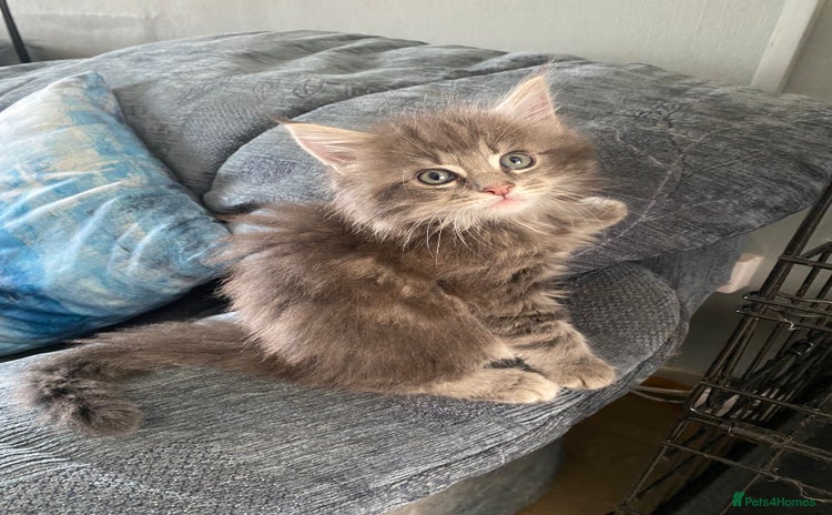 Maine Coon cats - Advert 14