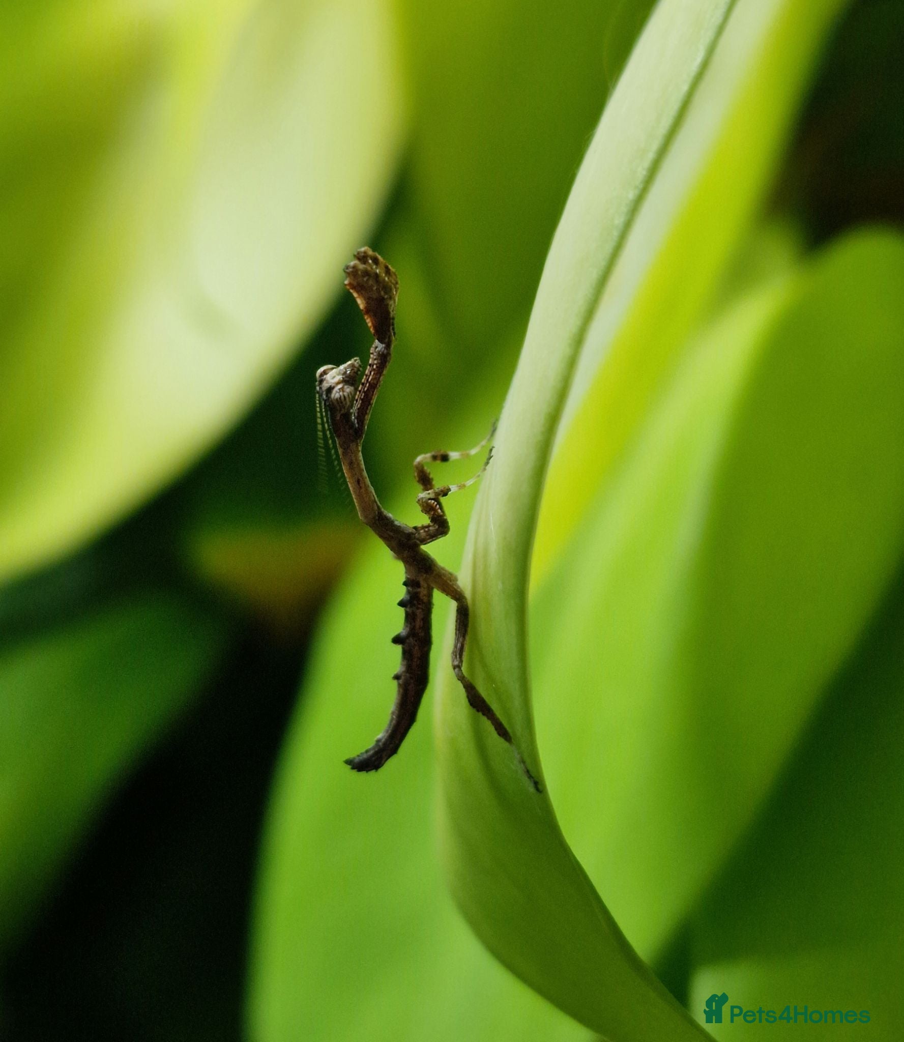 Praying Mantis invertebrates PRAYING MANTIS AVAILABLE - Advert 7