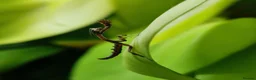 Praying Mantis invertebrates for sale: PRAYING MANTIS AVAILABLE - Advert 3