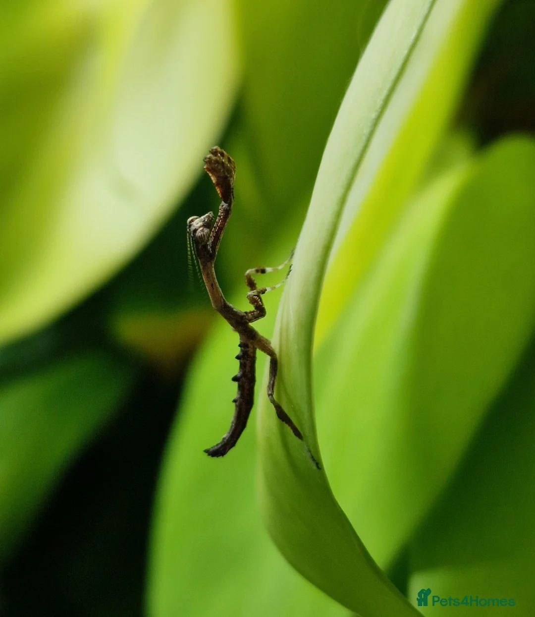 Praying Mantis invertebrates for sale: PRAYING MANTIS AVAILABLE - Advert 1