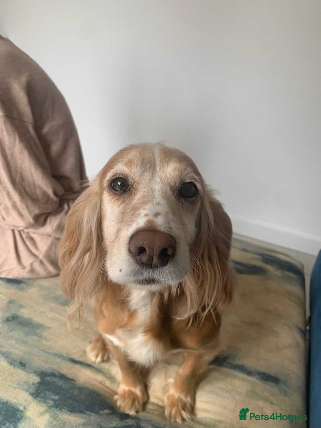 Cocker Spaniel dogs for sale: Adorable Loving Cocker Spaniel  - Image 10