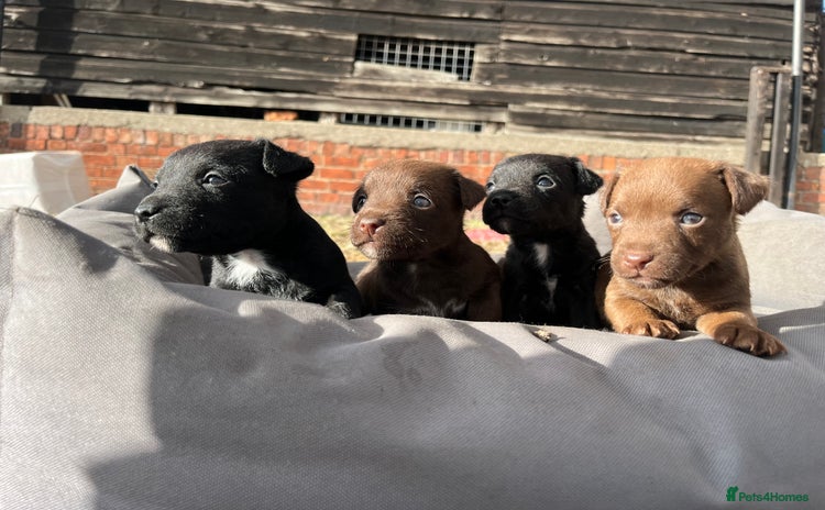 Patterdale Terrier dogs - Advert 1