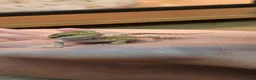 Bearded Dragon reptiles for sale: Baby Bearded dragons - Advert 11