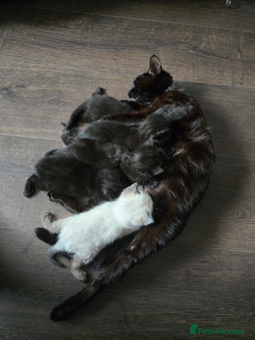 Ragdoll cats for sale: ☯️ Beautiful Yin/Yang pair of ragdoll crosses ☯️ - Advert 9