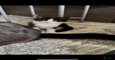 British Longhair cats - Advert 10