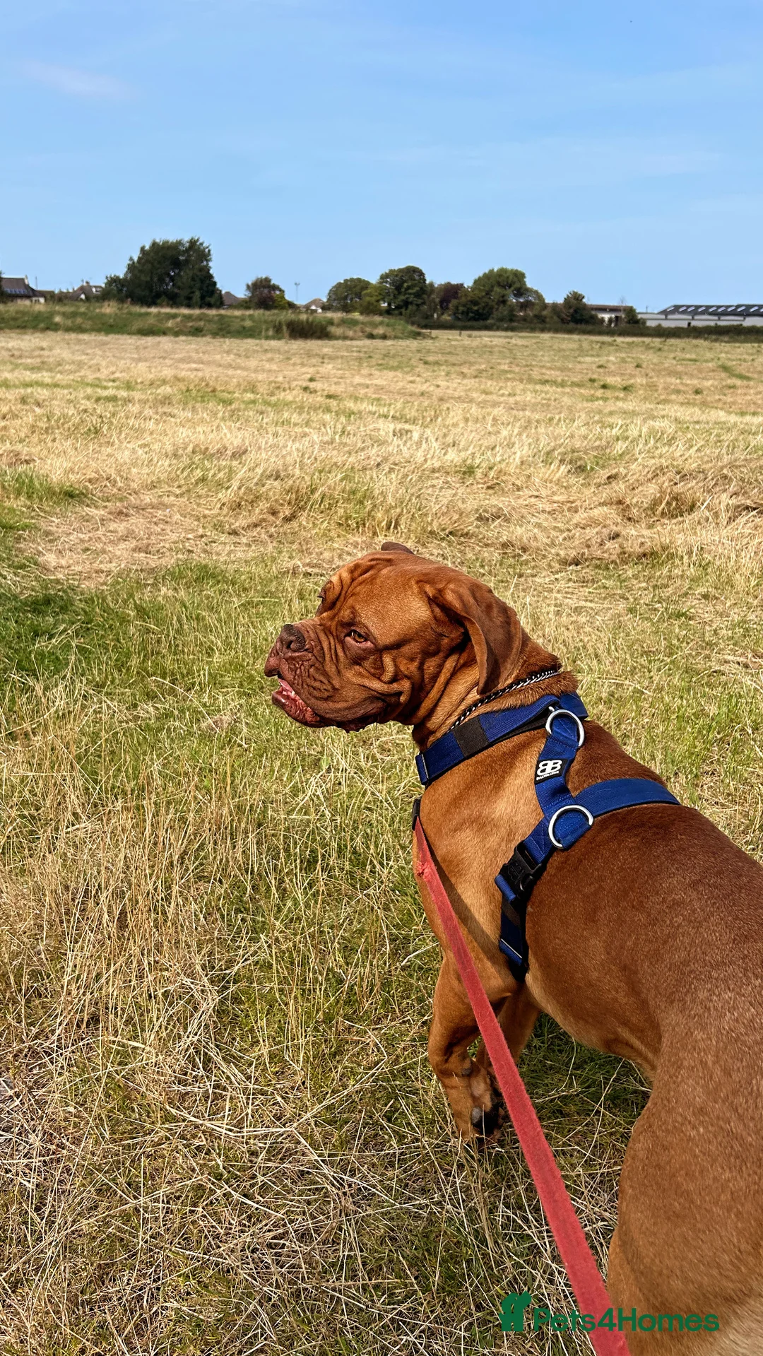 Dogue De Bordeaux dogs for stud: Full pedigree Proven dogue de bordeux Stud   - Advert 11