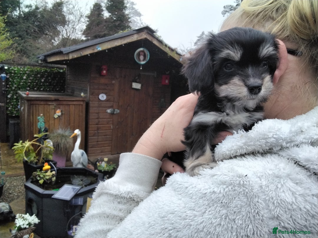 Mixed Breed dogs for sale: COCKAPOO/MORKIE - Advert 7