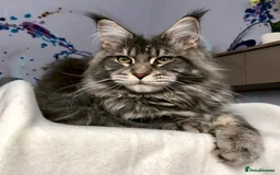 Maine Coon cats for sale: Gorgeous girl Mia for sale - Advert 7