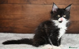 Maine Coon cats for sale: ✨Meet Cherry & Plum✨- TICA Reg - High Smoke-white - Image 16