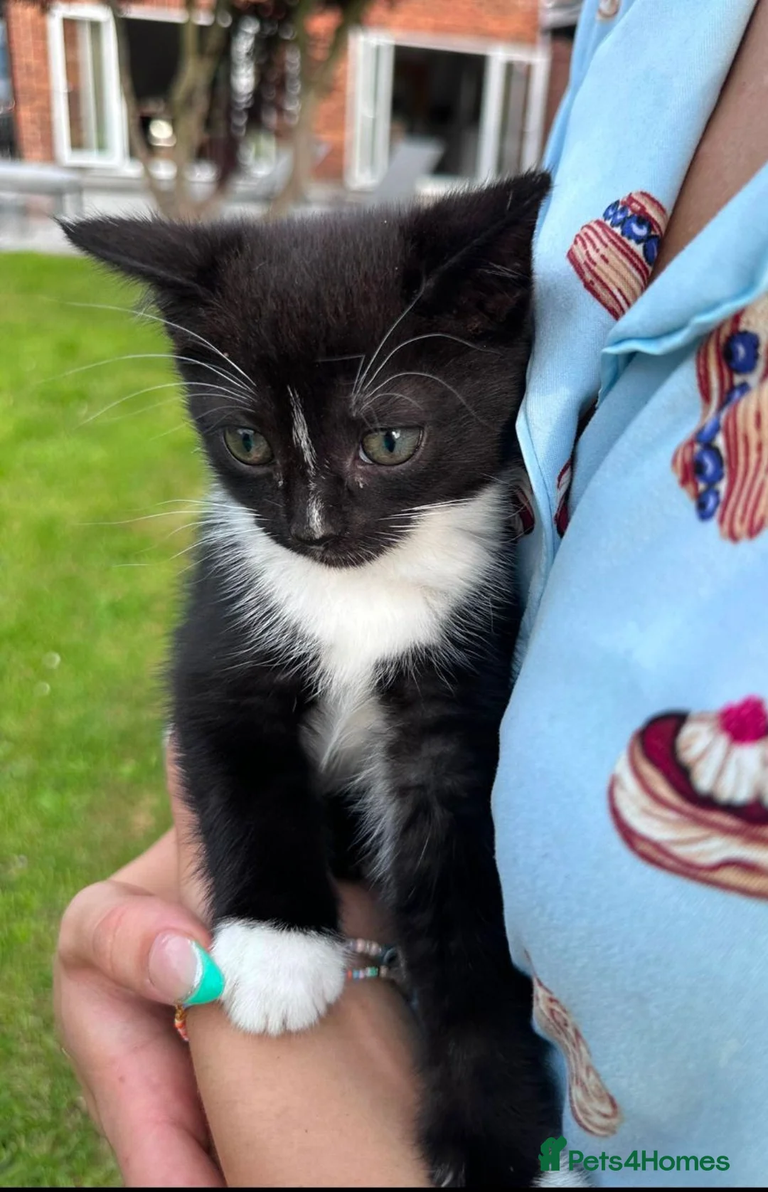British Shorthair cats for sale: Beautiful British Shorthair Kitten 1LEFT Ready Now - Advert 2